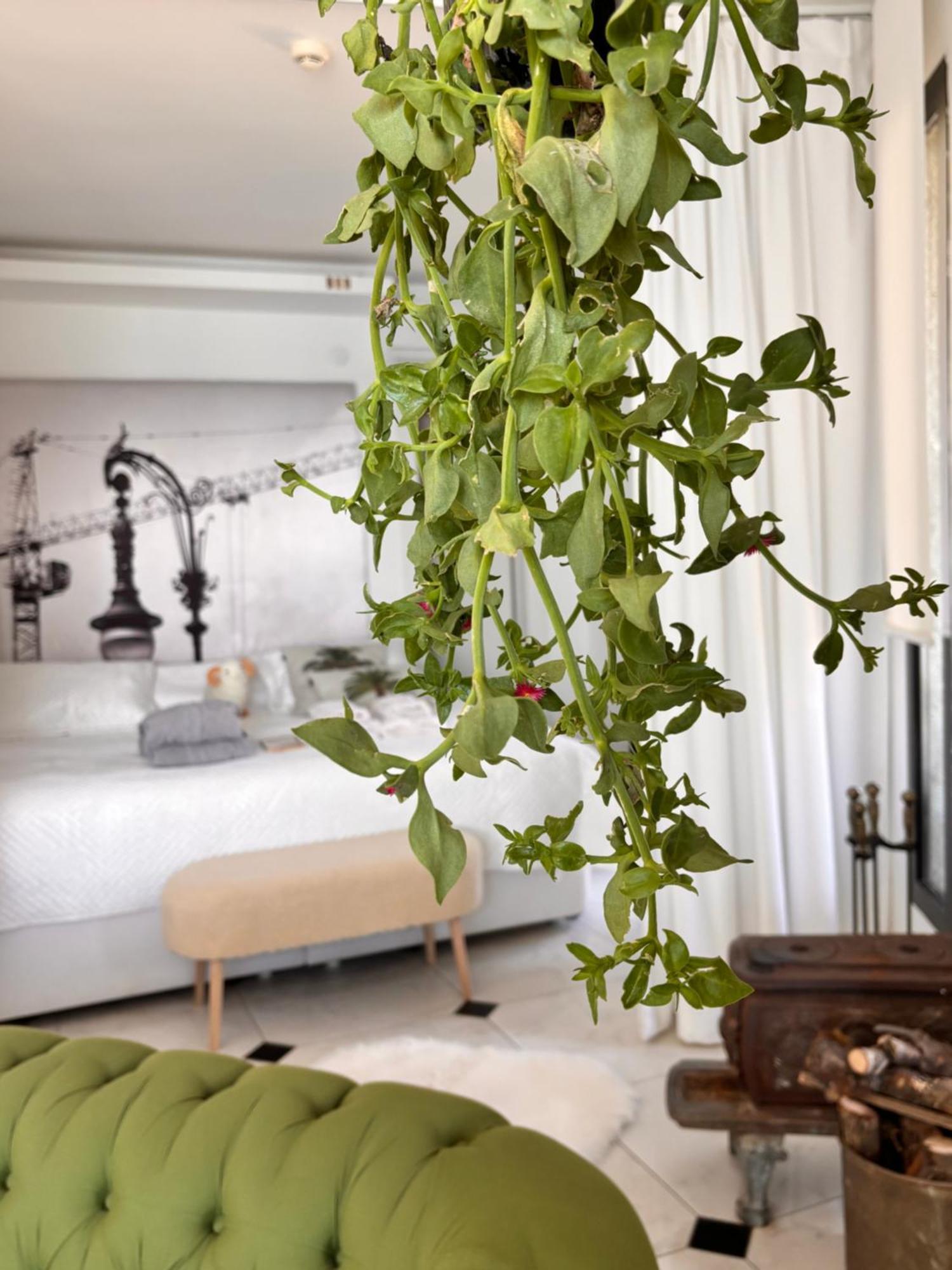 Sato Design Hotel (Adults Only) Cesme Ruang foto